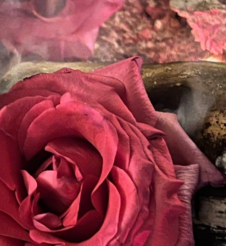 Ilustracja dla zapachu Flowers in the ashes. Zbliżenie na główkę czerwonej róży leżącej  w dogasajacym ognisku.