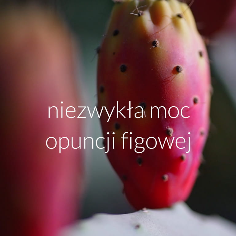 zbliżenie owocu opuncji figowej, składnika kremu 5.6 face the future